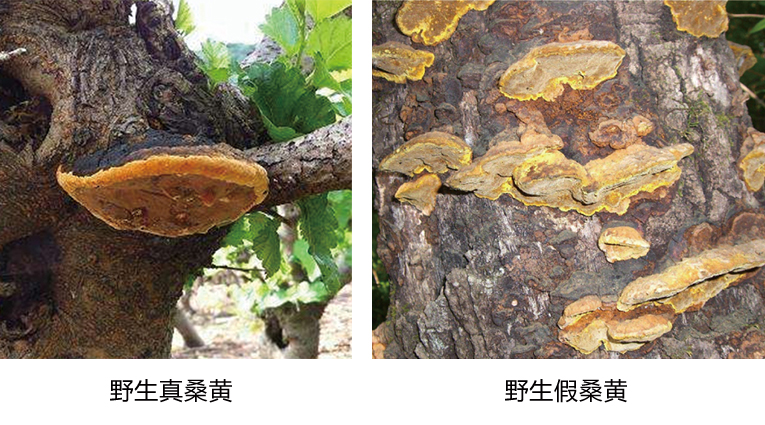 真野生桑黄:长在8年以上老桑树上,老桑树的药用价值很大,桑叶,桑枝
