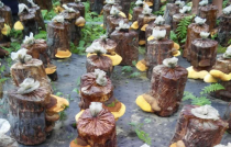 桑黄：传统药材的瑰宝与神奇功效