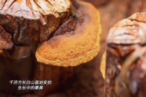 千济方超微粉技术解锁桑黄新潜力
