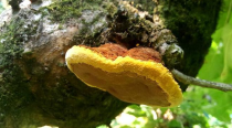 桑黄泡水喝，这样泡才更有效！教你正确方法
