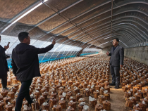 警惕桑黄过量摄入，长期食用或致肝中毒风险增加