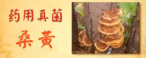 千济方桑黄消结节：自然疗法的神奇力量