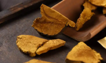 桑黄真的能消除结节吗？科学解析其功效