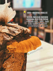 桑黄的神奇功效与作用，教你如何正确食用！
