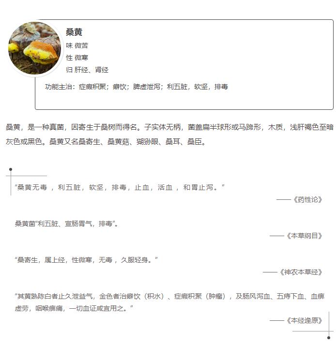 桑黄味微苦性微寒归肝经、肾经功能主治：症瘕积聚；癖饮；脾虚泄泻；利五脏，软坚，排毒桑黄，是一种真菌，因寄生于桑树而得名。子实体无柄，菌盖扁半球形或马蹄形，木质，浅肝褐色至暗灰色或黑色。桑黄又名桑寄生、桑黄菇、猢狲眼、桑耳、桑臣。“桑黄无毒，利五脏，软坚，排毒，止血，活血，和胃止泻。”——《药性论》桑黄菌“利五脏、宣肠胃气，排毒”。——《本草纲目》“桑寄生，属上经，性微寒，无毒，久服轻身。”——《神农本草经》“其黄熟陈白者止久泄益气，金色者治癖饮（积水）、症瘕积聚（肿瘤），及肠风泻血、五痔下血、血痹虚劳，咽喉痹痛，一切血证咸宜用之。”——《本经逢原》