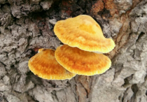 桑黄：消除肺结节的自然之选