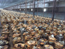 探索桑黄的功效与主治作用，市场价格是多少？